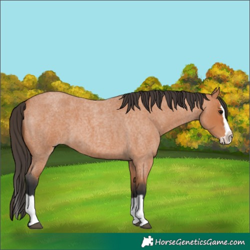 Horse Color:Bay Roan Splash 