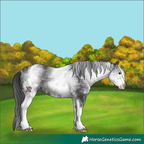 Horse Color:White Spotted Black Rabicano 