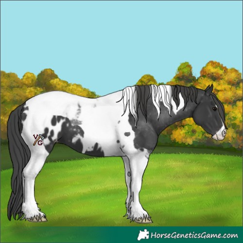 Horse Color:Black Tobiano Near Leopard 