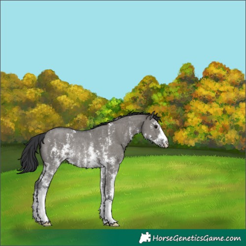 Horse Color:Grullo Sabino Rabicano 