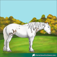 Horse Color:Silver Smoky Black Sabino Splash Tobiano Near Leopard