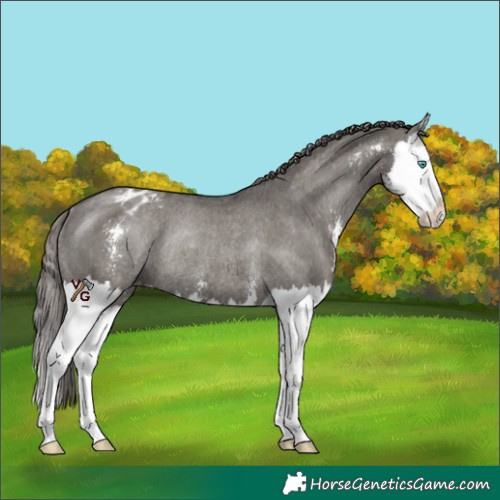 Horse Color:Grullo Sabino Splash Blanket Rabicano 