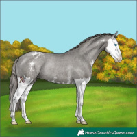 Horse Color:Grullo Sabino Splash Appaloosa Rabicano