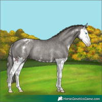 Horse Color:Grullo Sabino Splash Blanket Rabicano