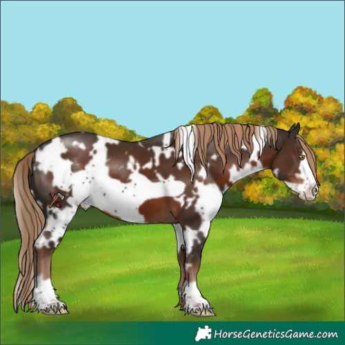 Horse Color:White Spotted Liver Chestnut Frame 
