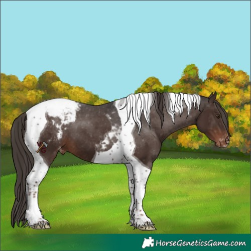 Horse Color:Liver Chestnut Tobiano Appaloosa 