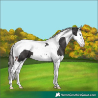Horse Color:Smoky Black Splash Tobiano Varnish 