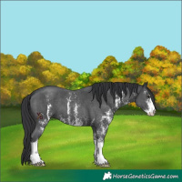 Horse Color:Black Sabino 