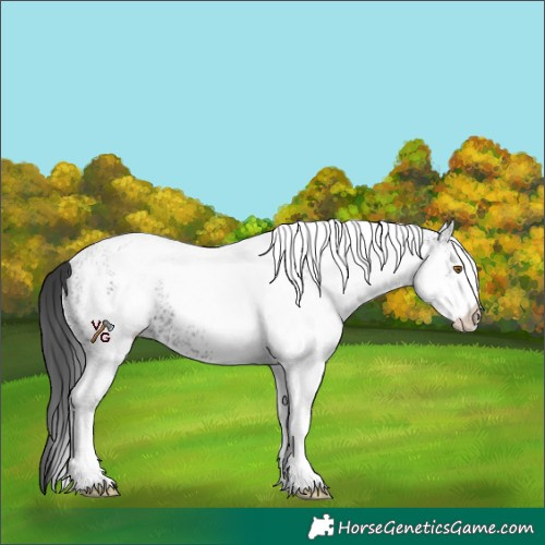 Horse Color:White Spotted Black 