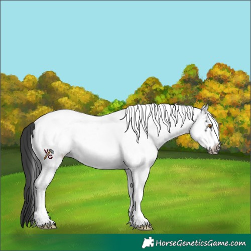 Horse Color:White Spotted Black Frame Near Leopard 
