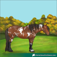 Horse Color:White Spotted Bay 