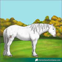 Horse Color:White Spotted Brown Sabino Splash Blanket 