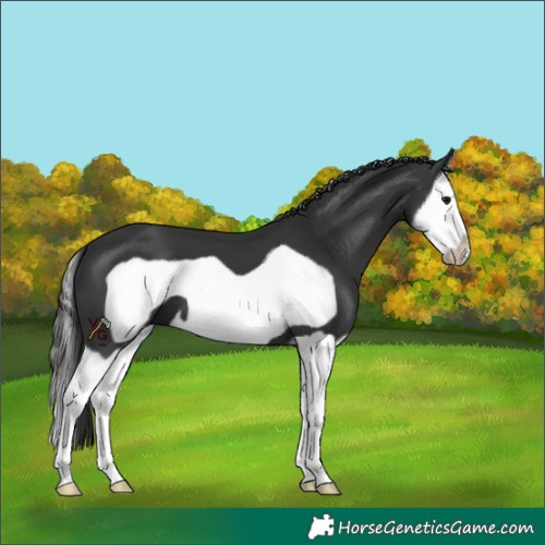 Horse Color:Black Splash Frame 