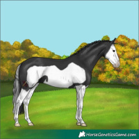 Horse Color:Black Splash Frame