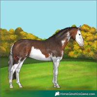 Horse Color:Bay Sabino Splash Varnish