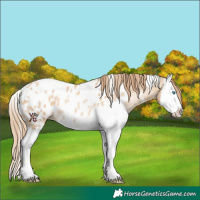 Horse Color:White Spotted Buckskin Pearl Sabino Splash Blanket