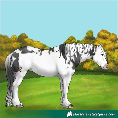 Horse Color:White Spotted Black Splash Frame Rabicano 
