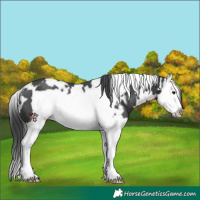 Horse Color:White Spotted Black Splash Frame Rabicano 