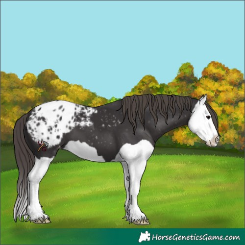 Horse Color:Smoky Black Splash Blanket 