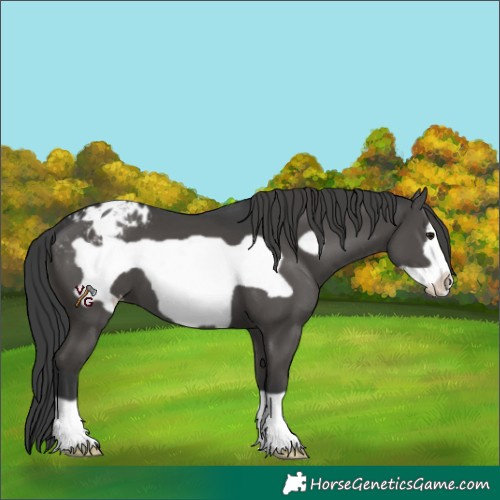 Horse Color:Black Frame Blanket 