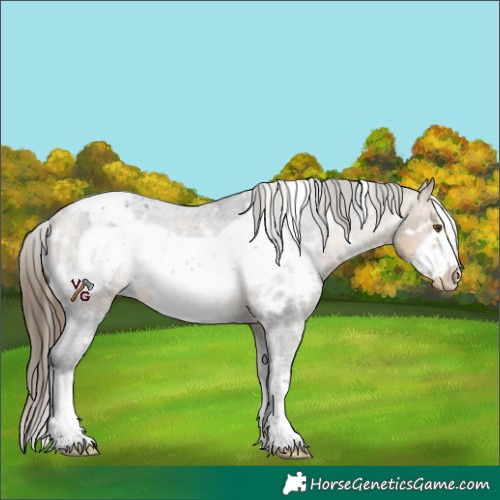 Horse Color:White Spotted Buckskin Sabino Frame Appaloosa 