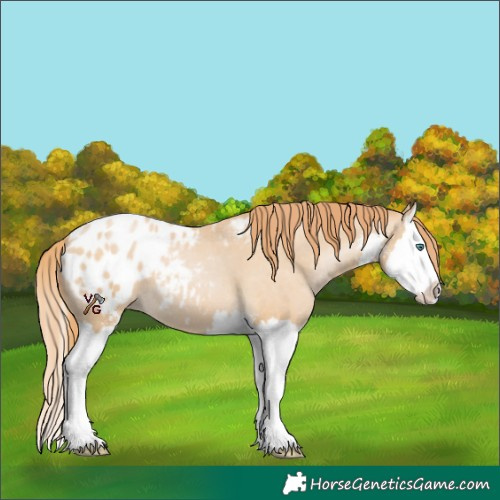 Horse Color:Smoky Black Pearl Sabino Splash Blanket 