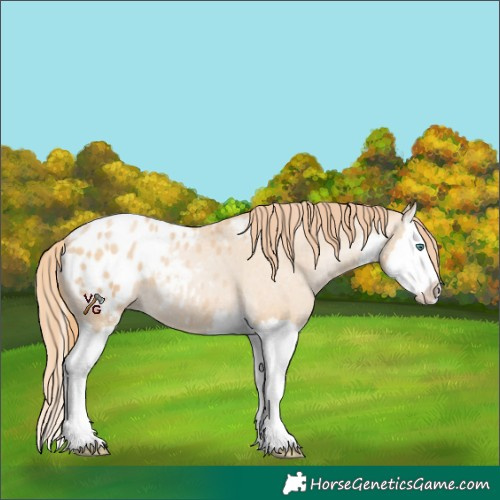 Horse Color:Smoky Black Pearl Sabino Splash Appaloosa 