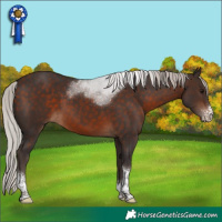 Horse Color:Silver Brown Sabino Tobiano