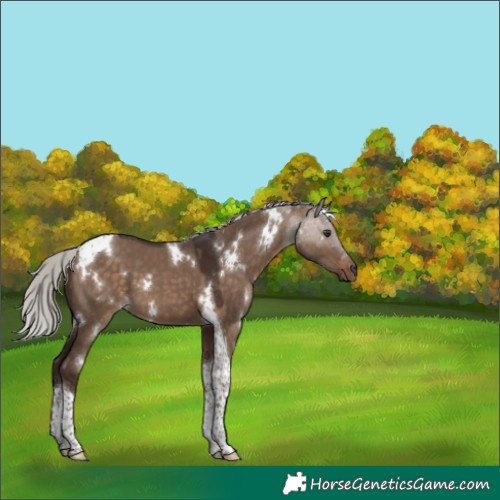 Horse Color:White Spotted Silver Brown Dun Tobiano 
