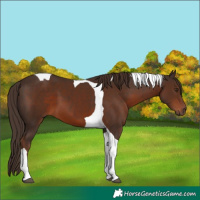 Horse Color:Liver Chestnut Tobiano 