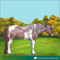 Horse Color:Chocolate Bay Dun Tobiano Appaloosa 
