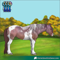 Horse Color:Chocolate Bay Dun Tobiano Snowcap 