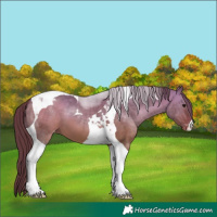 Horse Color:Chocolate Bay Dun Tobiano Appaloosa 