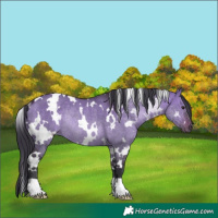 Horse Color:White Spotted Brown Dun Rabicano 