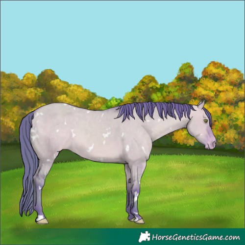 Horse Color:Watercolor White Spotted Amber Champagne Dun Appaloosa 