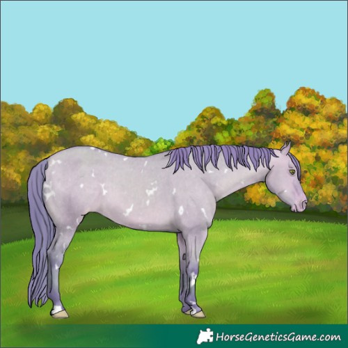 Horse Color:Watercolor White Spotted Amber Champagne Dun Appaloosa 