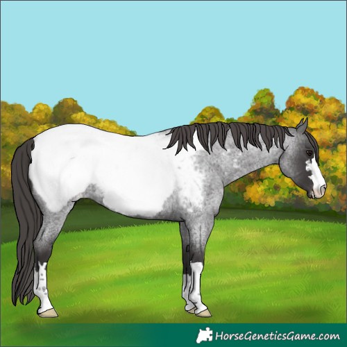 Horse Color:Platinum Smoky Blue Roan Appaloosa 