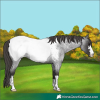 Horse Color:Platinum Smoky Blue Roan Near Fewspot 