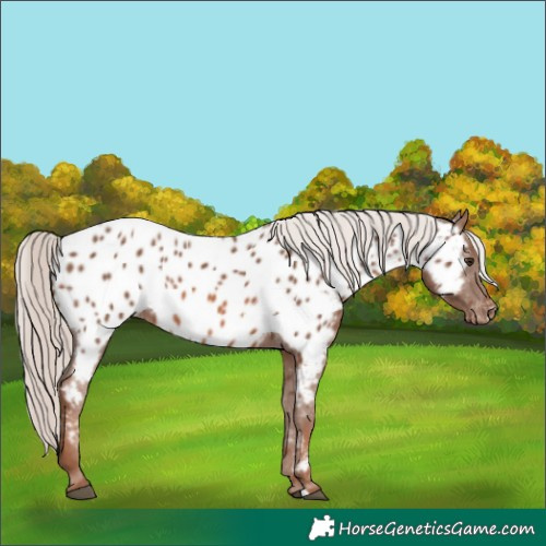 Horse Color:Chestnut Mushroom Appaloosa 