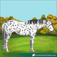 Horse Color:Gray Liver Chestnut Leopard