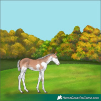Horse Color:Silver Bay Splash