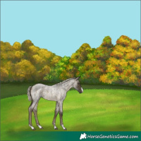 Horse Color:Silver Buckskin Roan 