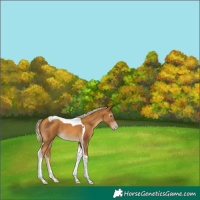 Horse Color:Gray Gold Cream Champagne Tobiano 