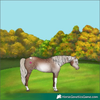Horse Color:Gray Silver Black Pearl Tobiano