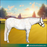 Horse Color:Gold Champagne Roan Dun Splash Tobiano Frame Appaloosa Rabicano 