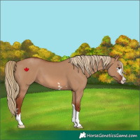 Horse Color:Red Dun 