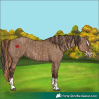 Horse Color:Red Dun and Liver Red Dun Splash
