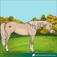 Horse Color:Chocolate Palomino Dun Splash