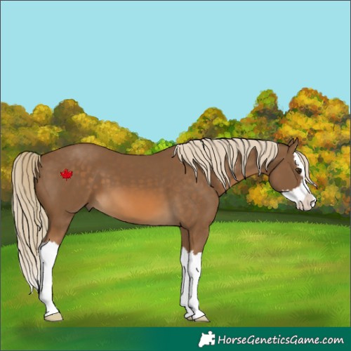 Horse Color:Chocolate Palomino Splash 
