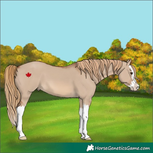 Horse Color:Red Dun Splash 